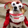 Chemical Lobster